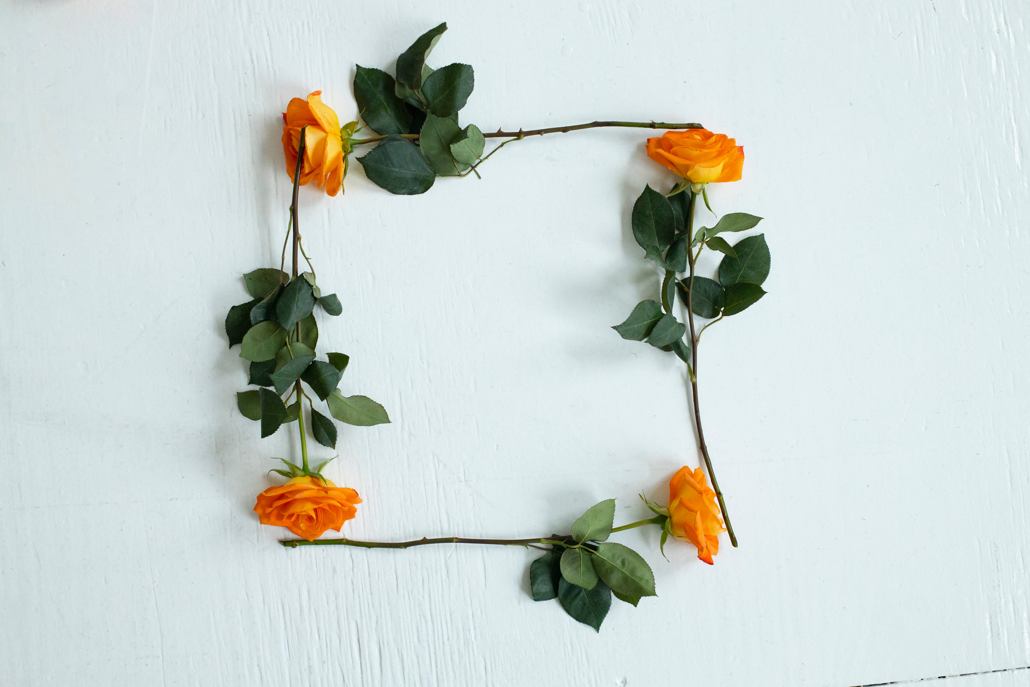 Four Orange Roses Arranged to Make a Square Shape 